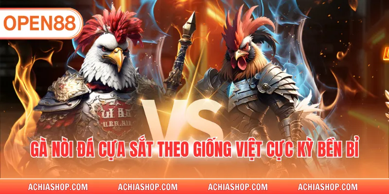 Gà nòi đá cựa sắt theo giống Việt cực kỳ bền bỉ