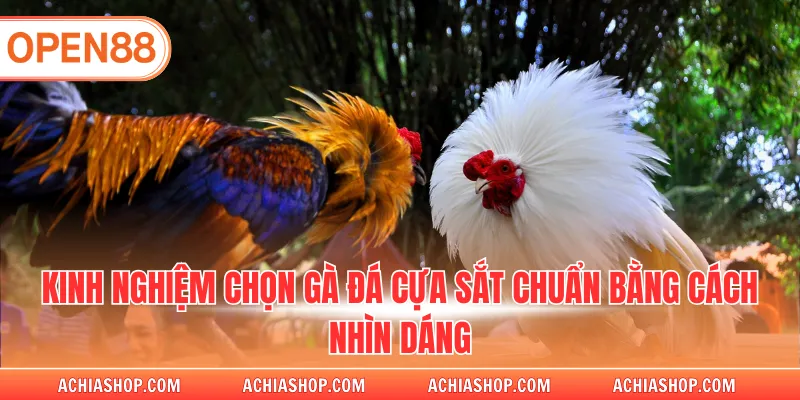 Kinh nghiệm chọn gà đá cựa sắt chuẩn bằng cách nhìn dáng
