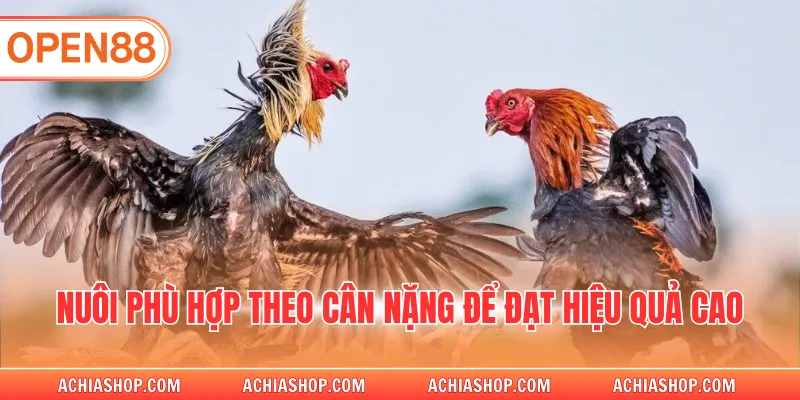 Nuôi phù hợp theo cân nặng để đạt hiệu quả cao