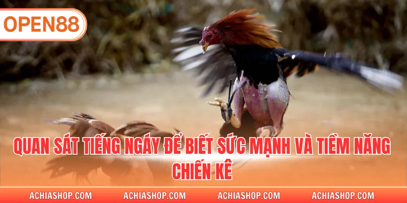 Quan sát tiếng ngáy để biết sức mạnh và tiềm năng chiến kê